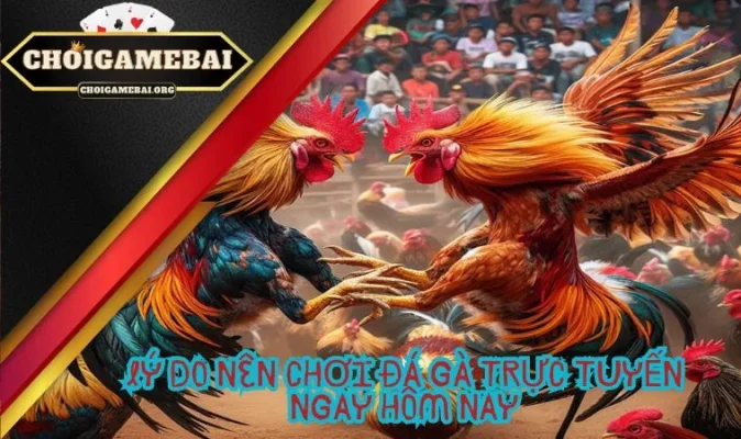 Lý do nên chơi đá gà trực tuyến ngay hôm nay